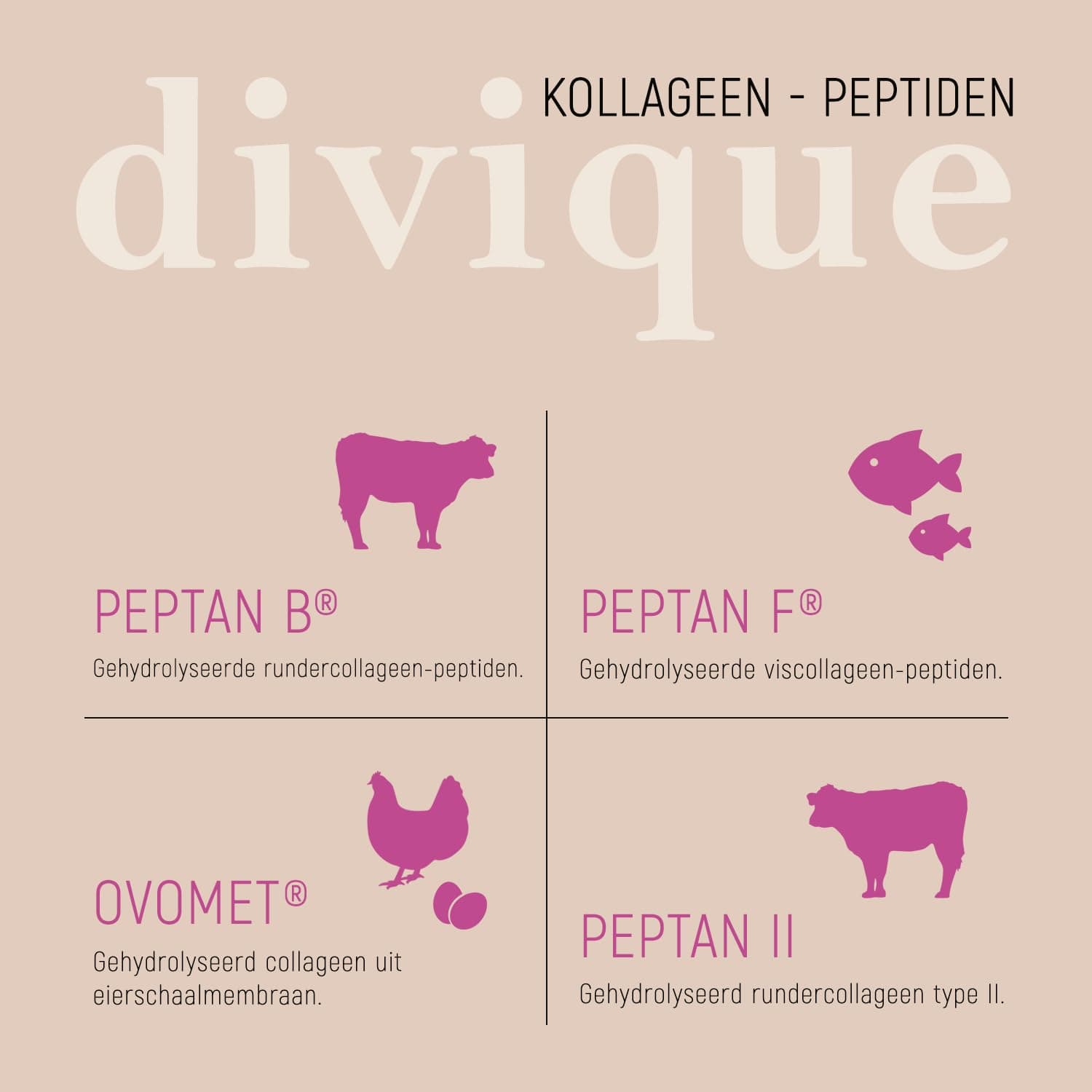 Divique Collageen Poeder 500g – Bild 4