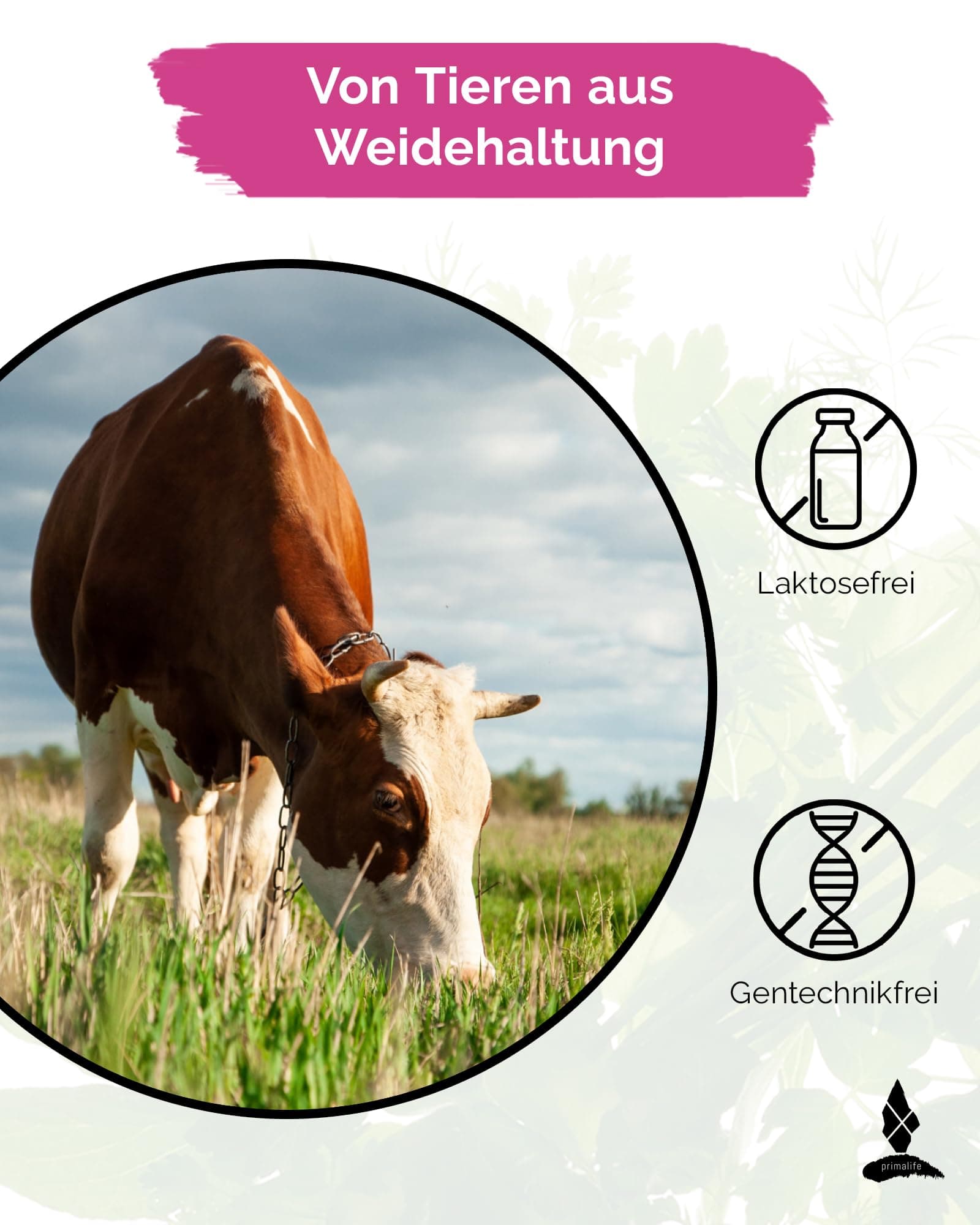 Primalife Collagen Pulver – Bild 5