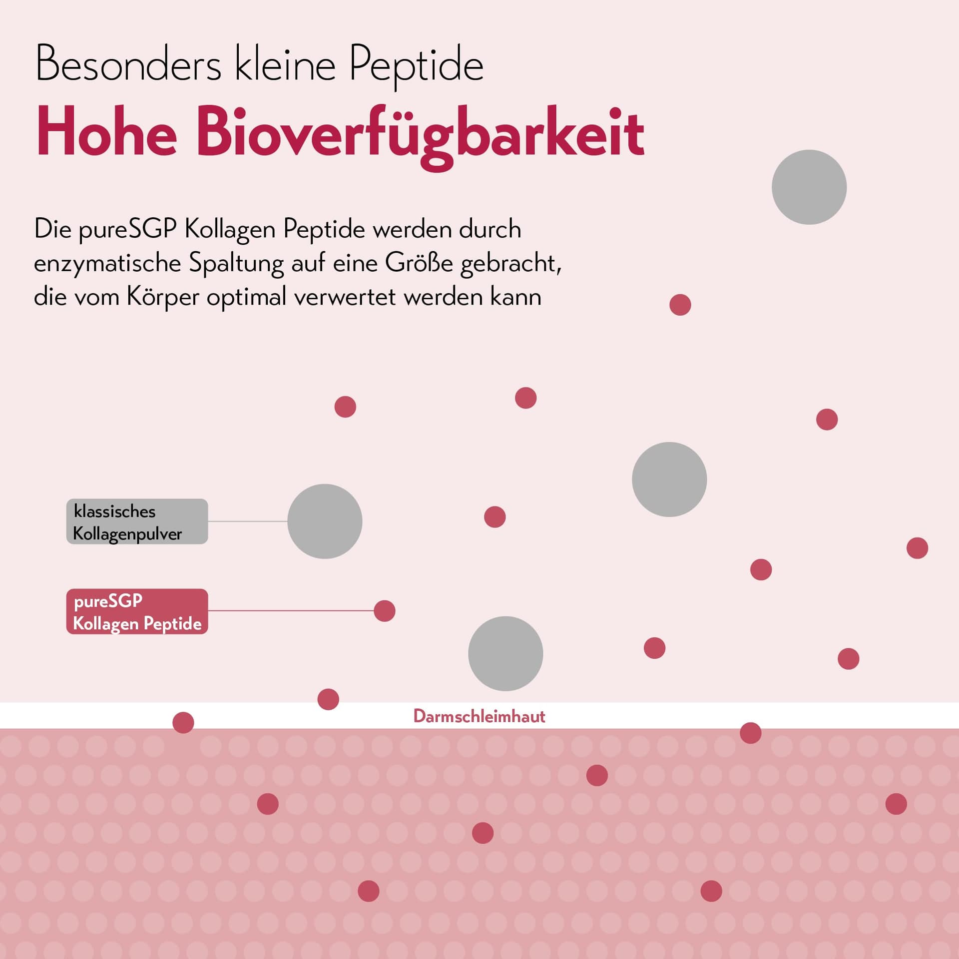 pureSGP® Kollagen [300g – Bild 8