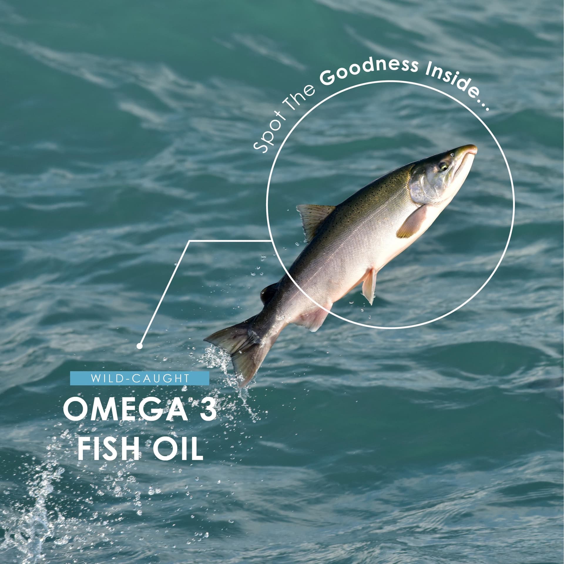 ALPHA01 Omega 3 Wild-Caught Fish Oil 2000mg – Bild 4